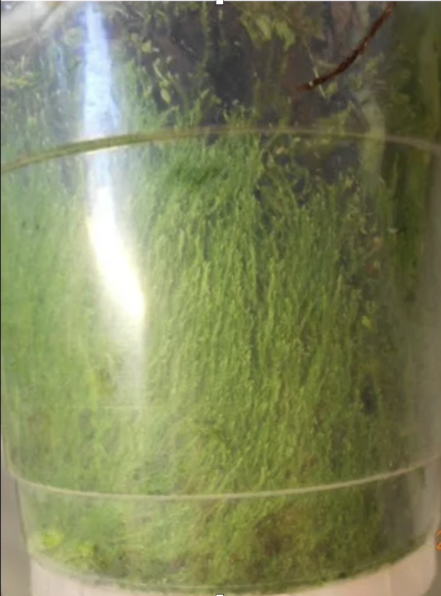 Зеленые водоросли в горшке с орхидеей 