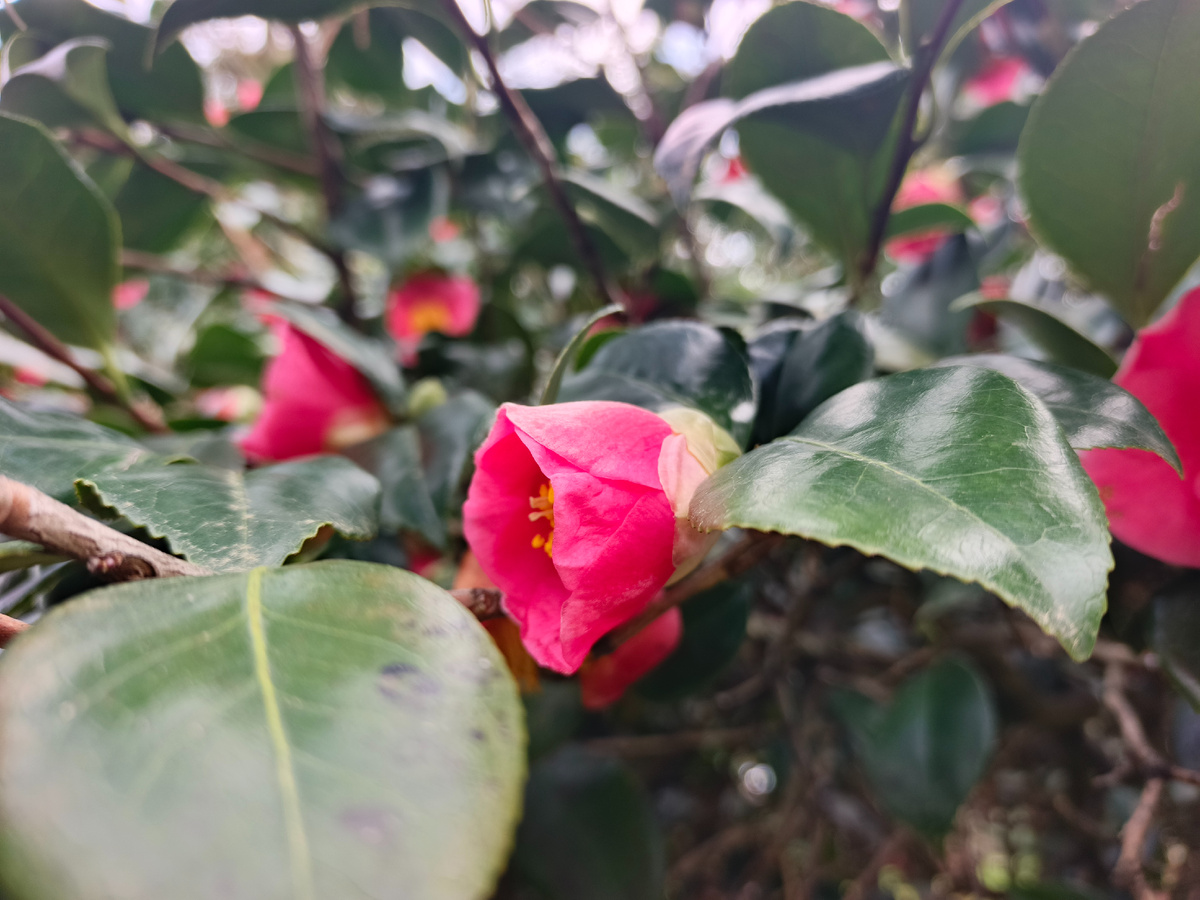 Адлер, Камелия, март 2026 года