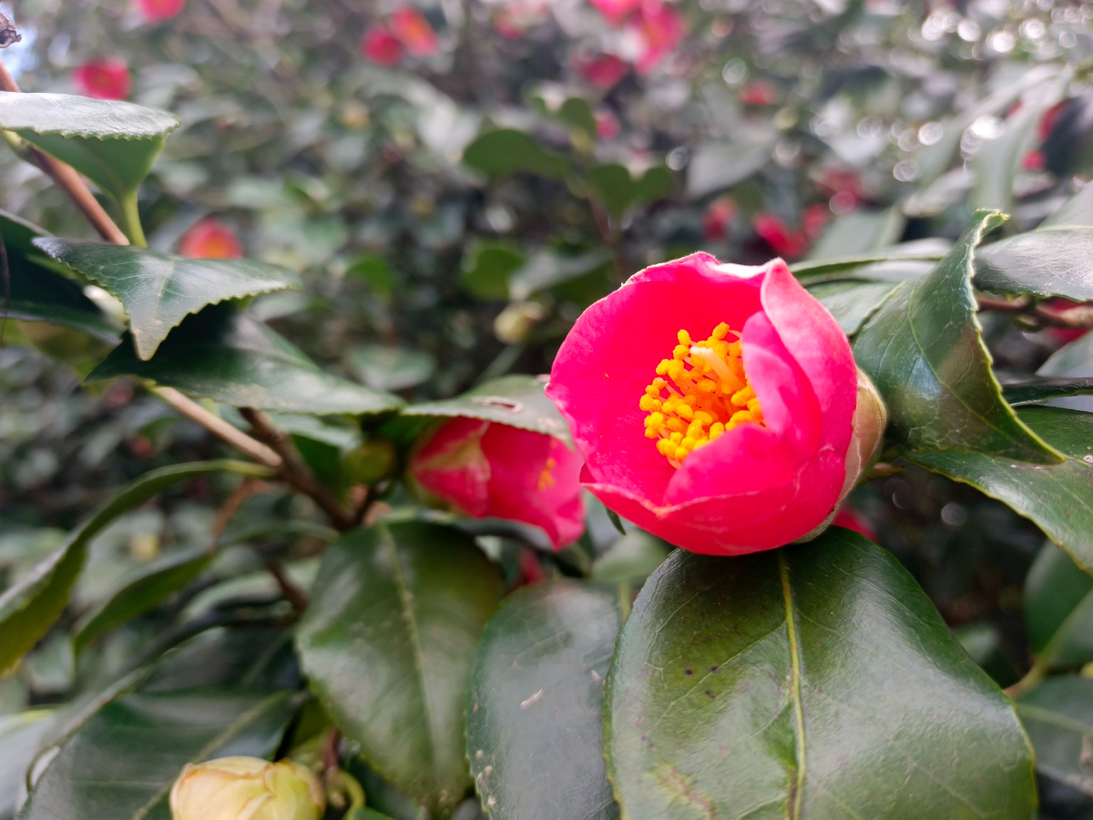 Адлер, Камелия, март 2026 года