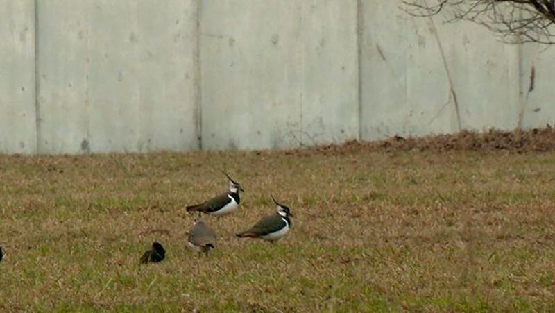    Фото: t.me/kazdoytvaripopare