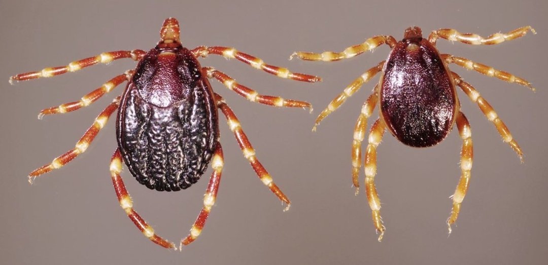 В России появились клещи-мутанты,которые не боятся ядов и быстро бегают