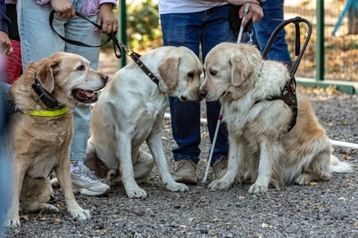    Общество слепых двадцать лет платило за бесплатное помещение в Воронеже