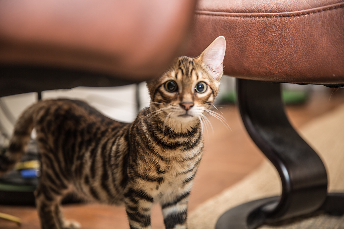 stockelements / Shutterstock / FOTODOM📷Тойгер