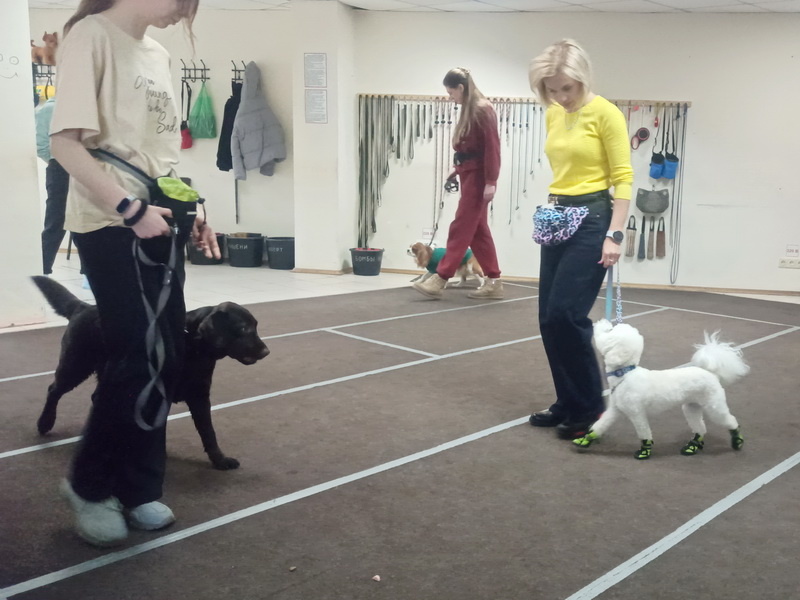 Занятие в группе по дрессировке. Тольятти, 15 марта 2026.