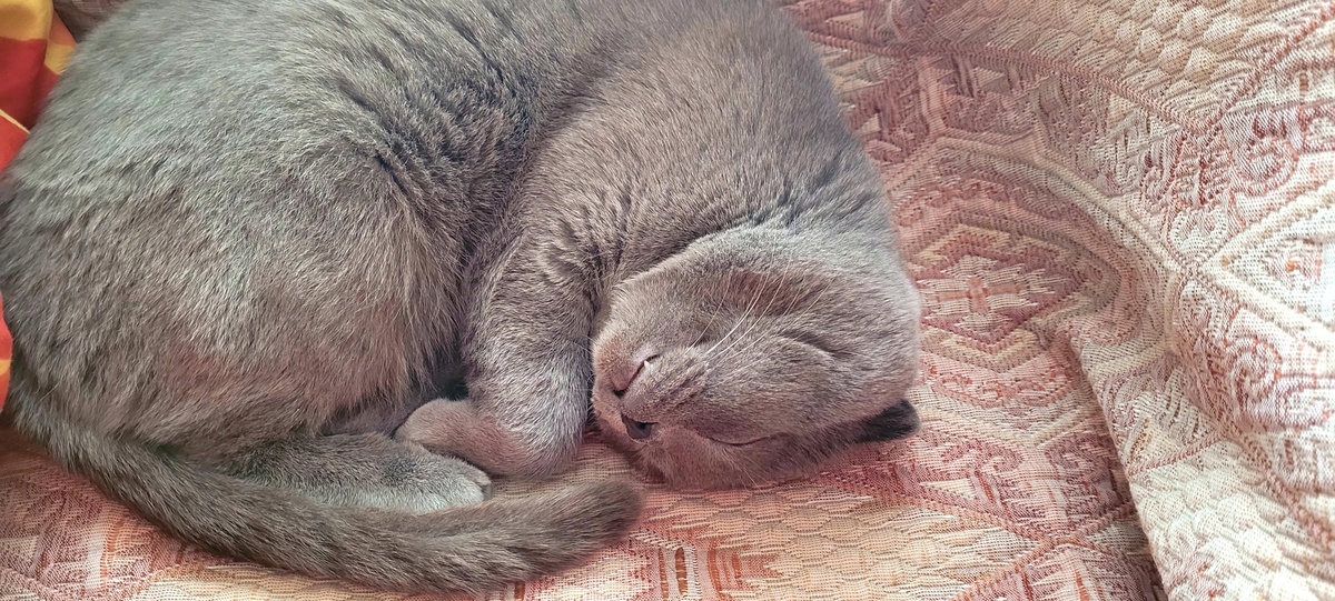 "Злодей" Дарс