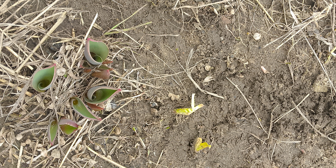 Про зимнюю вишню и весенние тюльпаны