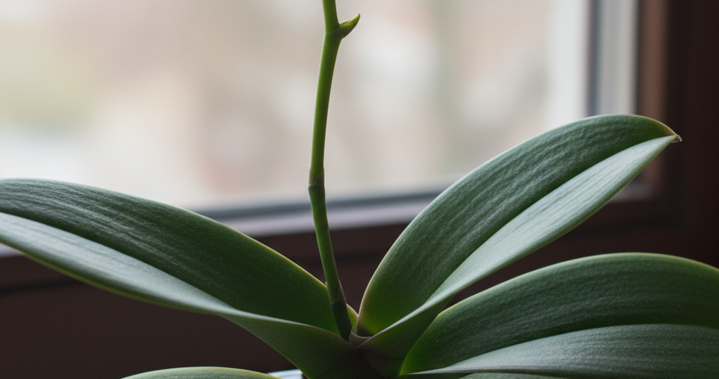 Орхидея выпустила стрелку! Пошаговая инструкция, что делать, чтобы цвела, а не засохла.