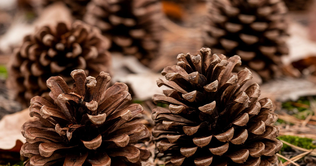 Сосновые шишки весной: не мусор, а ценная находка для дачника