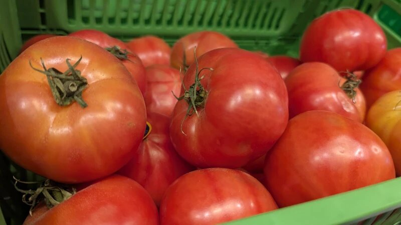     Помидоры. Анастасия Панченко