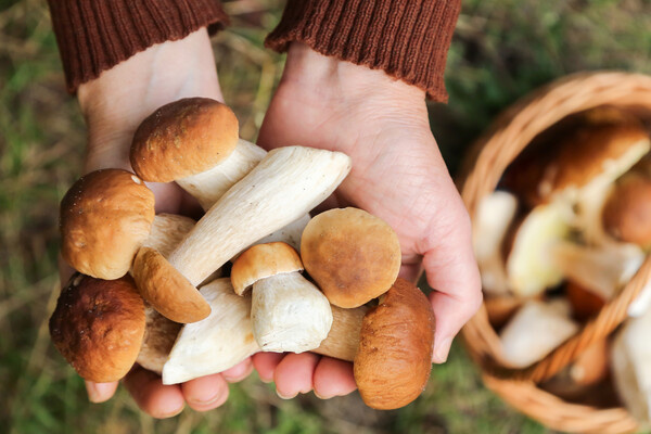 Viktor Sergeevich/Shutterstock/FOTODOM   📷