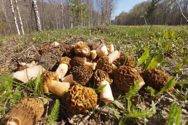    Какие грибы растут весной и можно ли их есть?