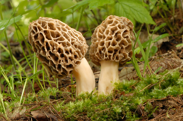    Сморчок обыкновенный. Фото: Shutterstock.com