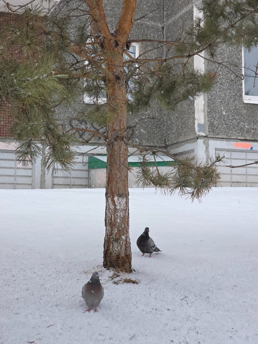 По дороге на учебу