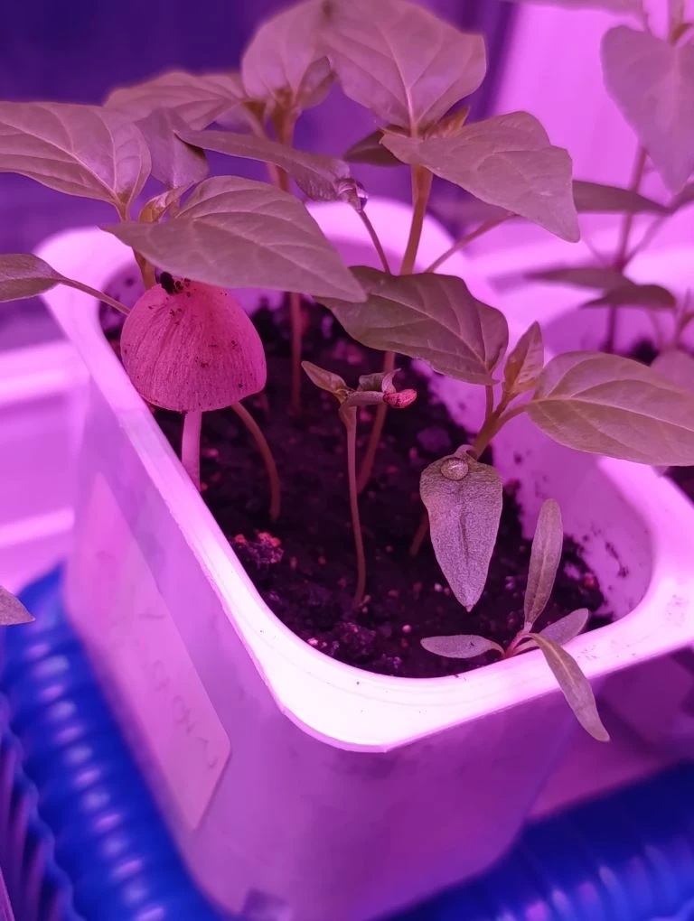 Гриб, просто гриб...