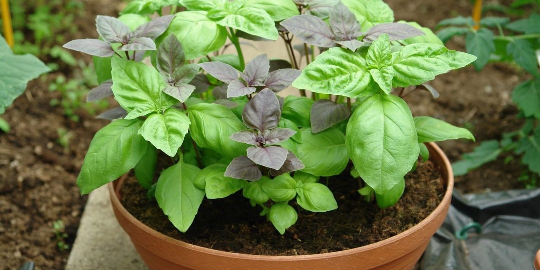 БАЗИЛИК - НЕЗАМЕНИМ и на кухне, и в саду