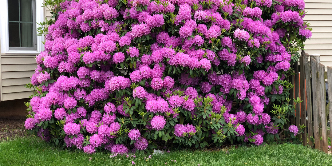 Два кризисных периода рододендрона