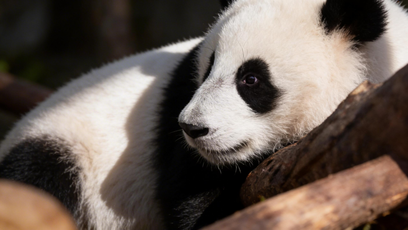    Панда Катюша из Московского зоопарка вышла в большой вольер | © РИА Новости / Алексей Майшев