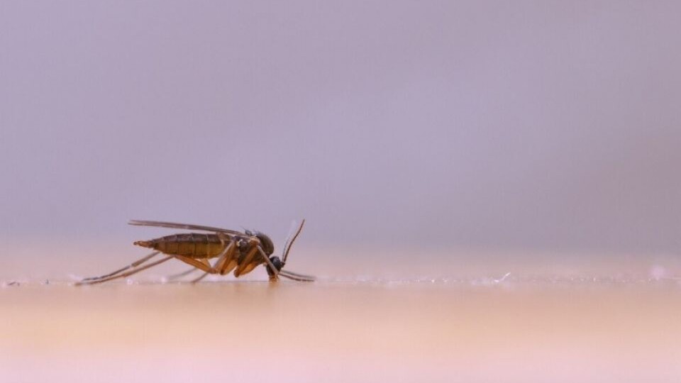 Власти Барнаула потратят около 2,5 млн рублей на борьбу с городскими «кровопийцами»