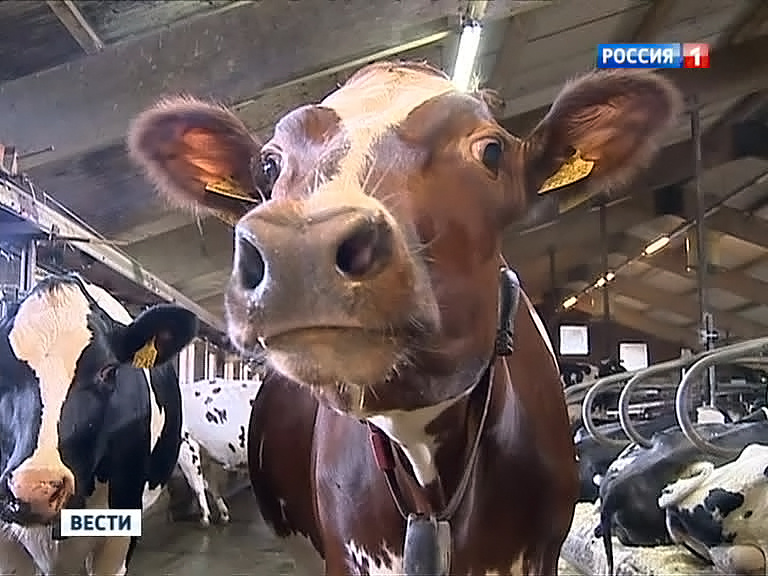    Антисанкции корова