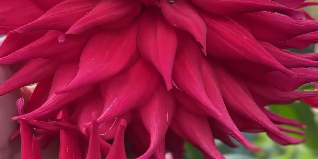 Георгин Холли Хьюстон \ Dahlia Holly Huston