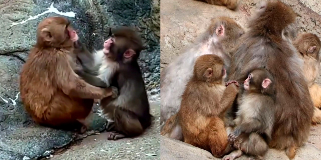 Перемены в жизни Панча: подруга Момо