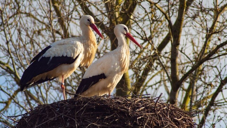 Апрель и май будут аномально тёплыми, но не в Ленобласти и Петербурге: прогноз погоды на весну 2026