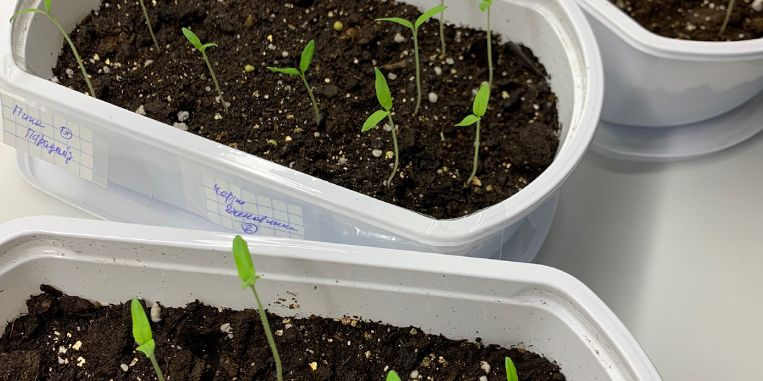 Не пикирую! Мой ленивый (но работающий) способ выращивания рассады