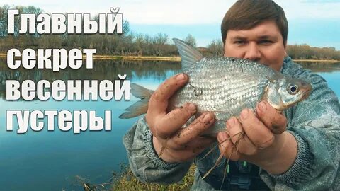 Густера в апреле: серебряная бестия против «диванных» лещатников. Как ловить, отличать от подлещика и не остаться с нулем в мутной воде