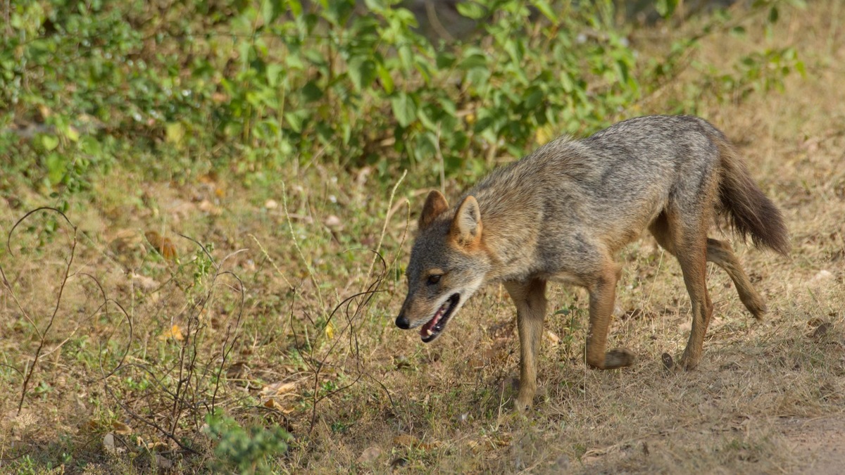    Мониторинг показал устойчивый рост численности шакала в разных районах региона