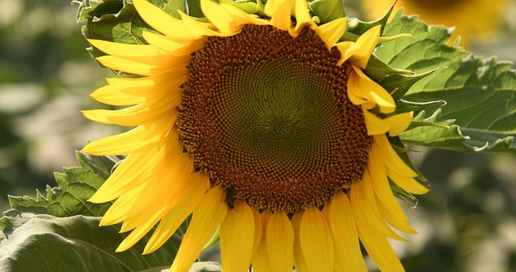 Из Волгоградской области экспортировали свыше 4 тысяч тонн подсолнечного шрота