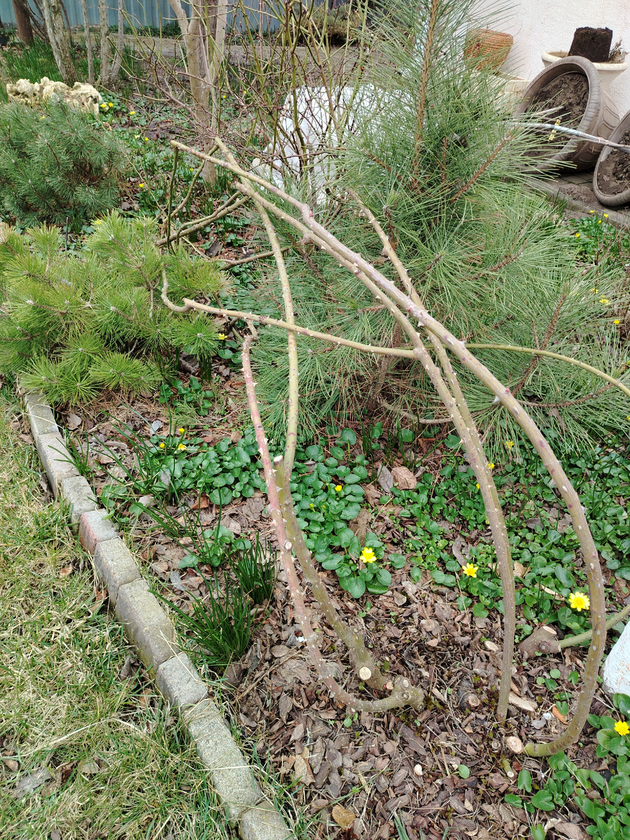 Вот так зимовала Луис Одье. Не укрытая, но пригнутая. Обрезала её в этот раз кардинально, чтобы омолодить, пора приспела. Кстати, на одной из плетей оставлен побег второго порядка, вооон, развилочка, видите? 