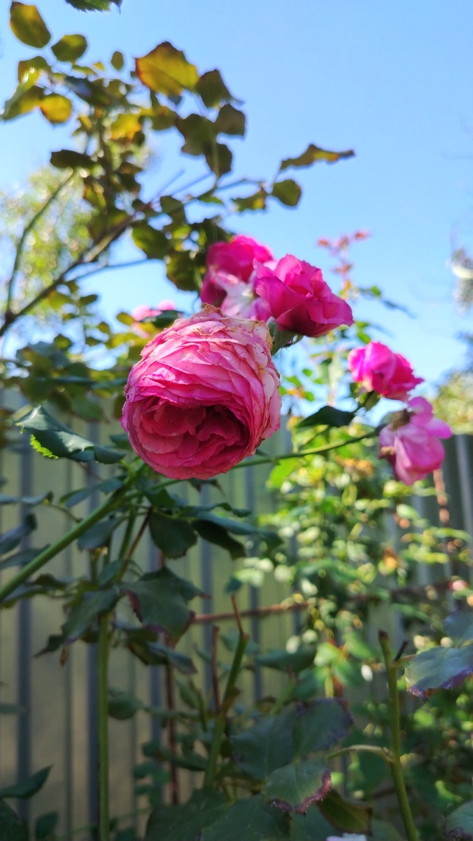 Пример - Мадам Помпадур, предзимняя кисть цветов на побеге второго порядка. 