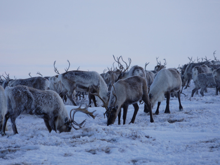 Фото: ИА "Чукотка"
