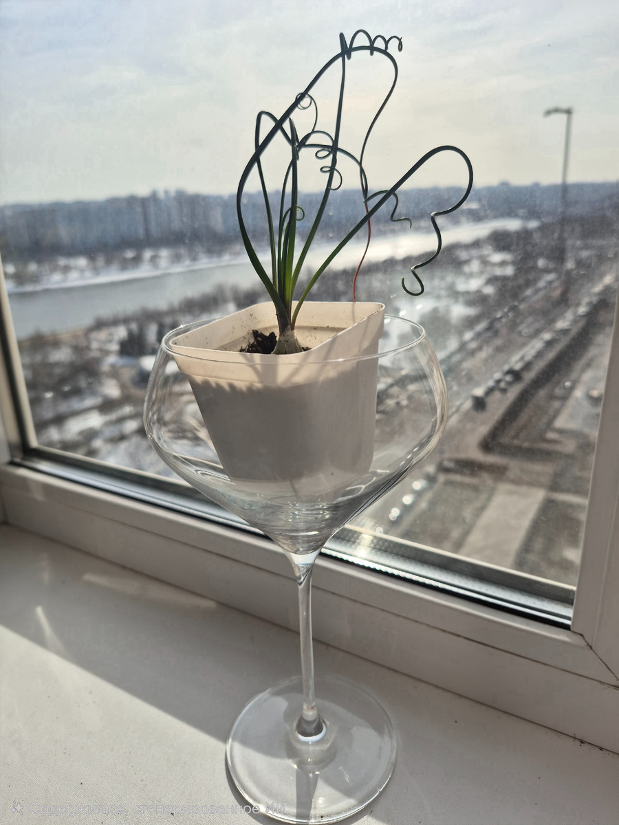 Альбука спиральная