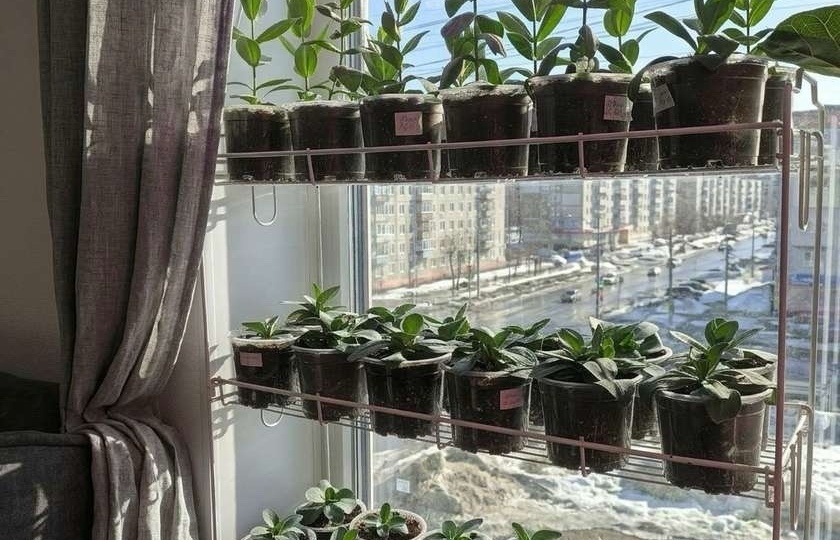 Эустома – не сложный цветок, если учитывать 6 правил выращивания рассады из семян в домашних условиях