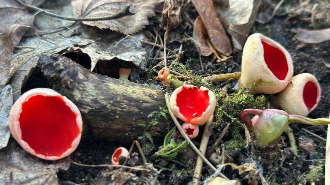 Фото: Грибы и Грибники СПб/ВКонтакте