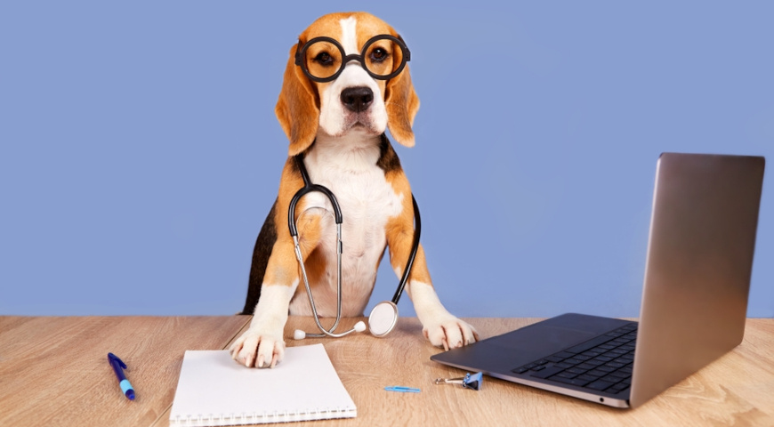 Какие профессии выбрать ребенку в 2026 году, если он любит животных