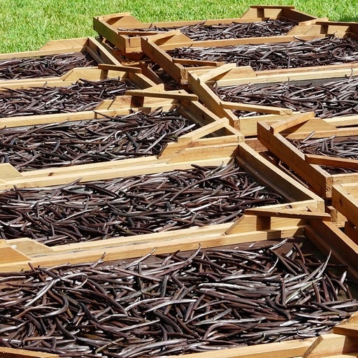    Плоды ванильной орхидеи Кристина Борунова