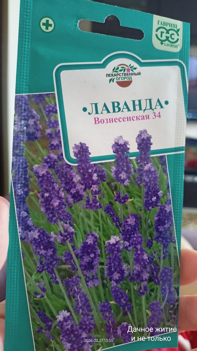 Семена лаванды. Фото автора