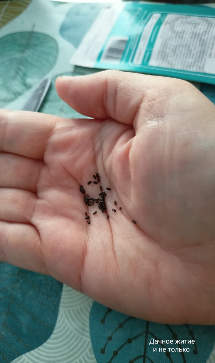 Семена лаванды. Фото автора