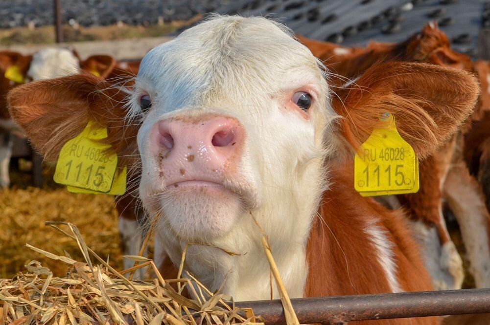    Фото: пресс-служба правительства Нижегородской области Редакция nn-now