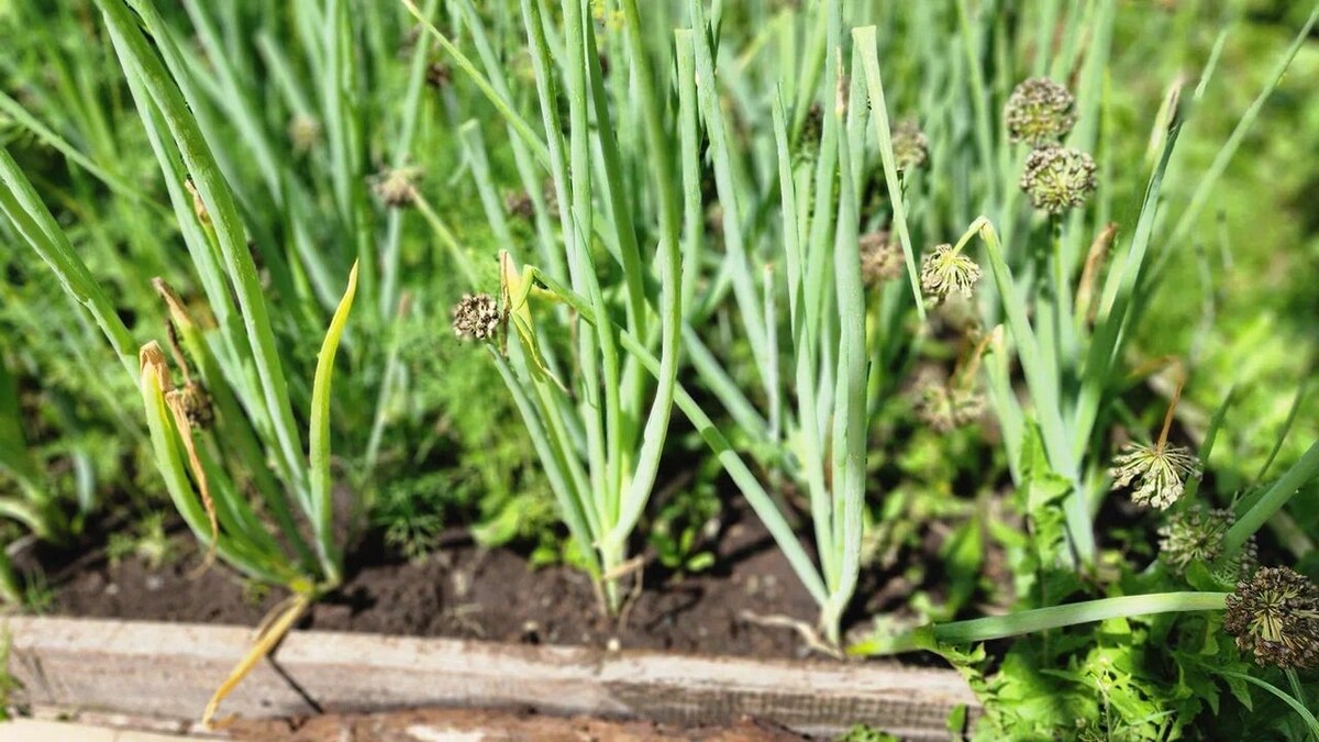  Фото: REGIONS/Наталья Надточая