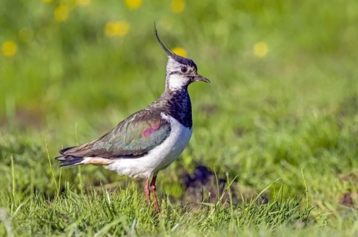    В Петербург начали возвращаться хохлатые пигалицы