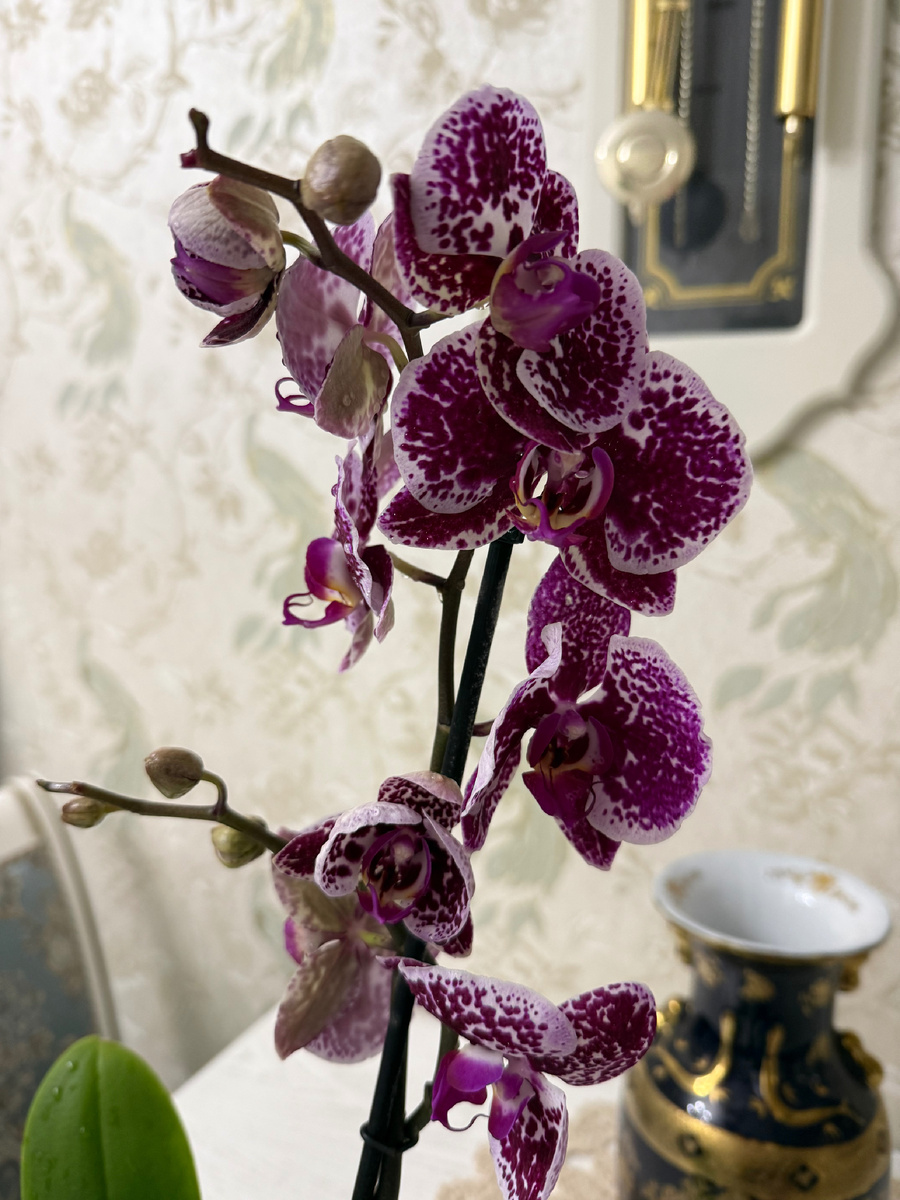 Одна из орхидей новинка 