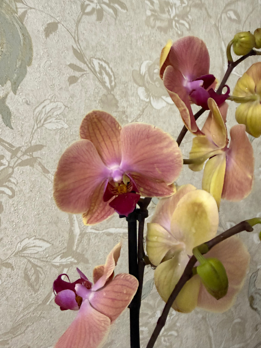 Второй новый фаленопсис