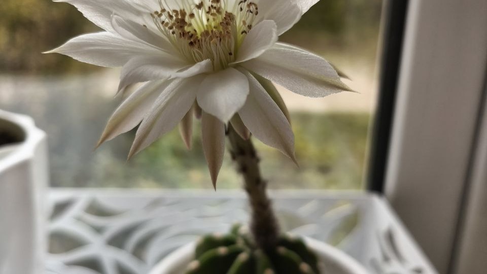 Фотоальбом для любителей комнатных растений🪴🌺