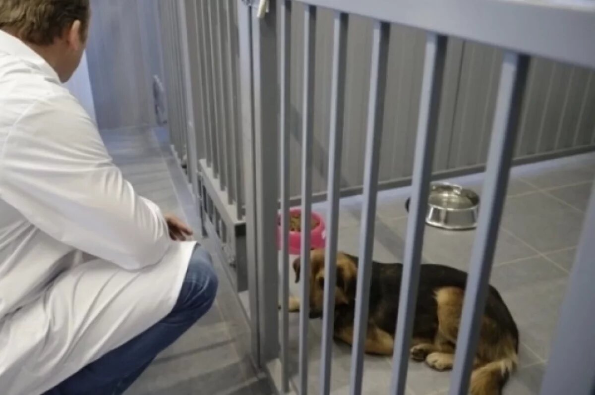    Губернатор сказал, почему на Белгородчине не отстреливают бездомных собак