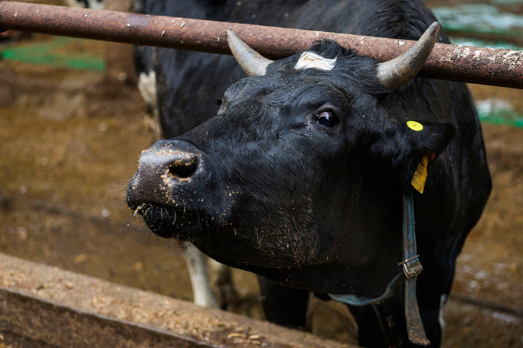    «Просим временно не покупать скот, телят, молодняк телят, коров, лошадей, жеребят, овец, коз, собак, корма и продукты животноводства в целом».   
Фото: «БИЗНЕС Online»