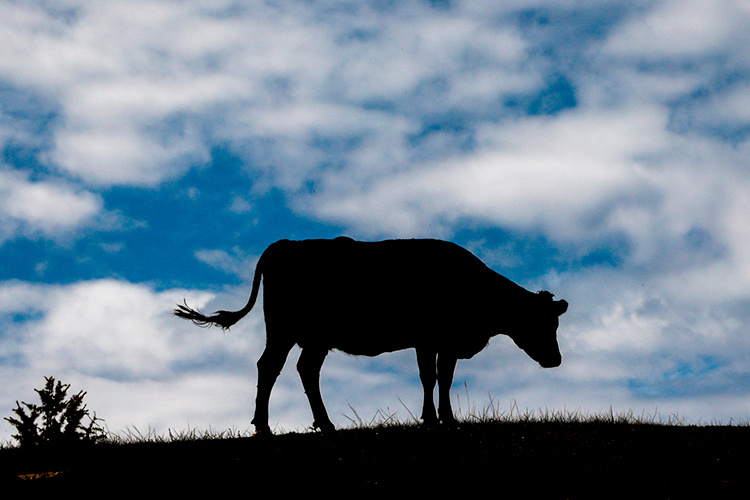    В список мер безопасности добавляется ограничение ввоза сельхозживотных и животноводческой продукции из регионов, неблагополучных по упомянутым заболеваниям.   
Фото: «БИЗНЕС Online»