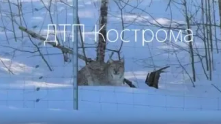    Фото: ДТП Кострома